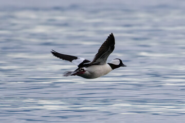 Bufflehead In Flight