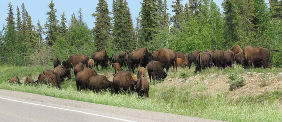 Bisons grazing on migrating trail © Arc