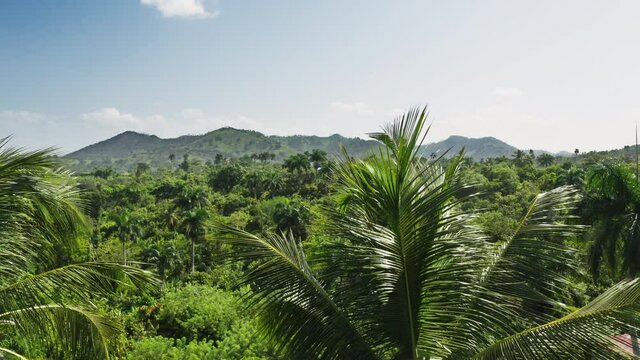A unique and impressive natural wilderness with mountains rising up to the sky. Drone footage of tropical dense forest with palm trees below blue skyline. High quality 4k footage