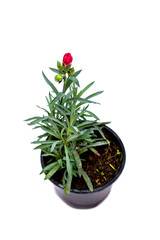 Flowers Carnations in a pot on a white background, top view