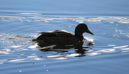 Swimming duck illuminated by the morning sun