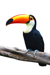 Toucan Toco bird