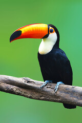 Toucan Toco bird