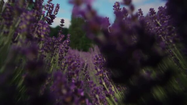 Moving through a field of lavender with fresh buds brushing the lens.