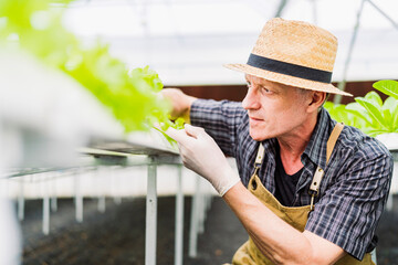 Fototapeta na wymiar Caucasian male business owner observes about growing organic arugula on hydroponics farm.with tablet on aquaponic farm, sustainable business artificial lighting,Concept of growing organic vegetable