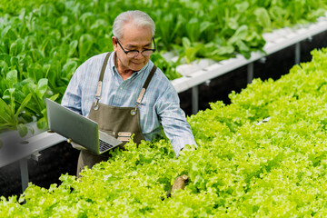 asian elder male business owner observes about growing organic arugula on hydroponics farm.with...