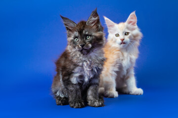 Fototapeta na wymiar Twin kittens two months old of American Longhair Coon breed sitting on blue background and looking. Sister of black smoke color, brother - ginger. Front view, focus foreground. Selective focus.