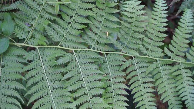 Green fern with a natural background. Indonesian call it pakis