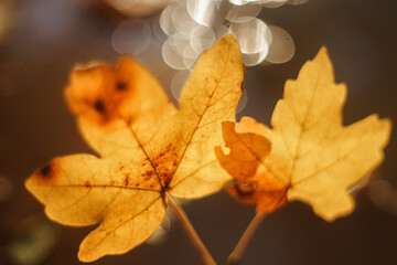 autumn leaf with abstract background