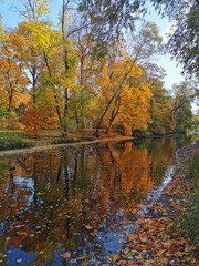 Obraz premium Autumn in the park. Trees with bright, already falling leaves grow on the shore of the pond and are reflected in its water.