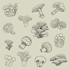 Doodle freehand sketch drawing collection of mushroom vegetable.