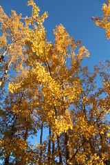 autumn in the forest