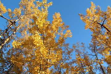 Fototapeta premium yellow autumn leaves