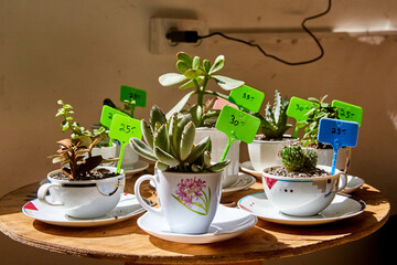 plants, succulents and cacti in cups stand on a round wooden table and are sold