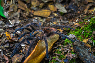 tarantula , republica dominicana , araña, animales  