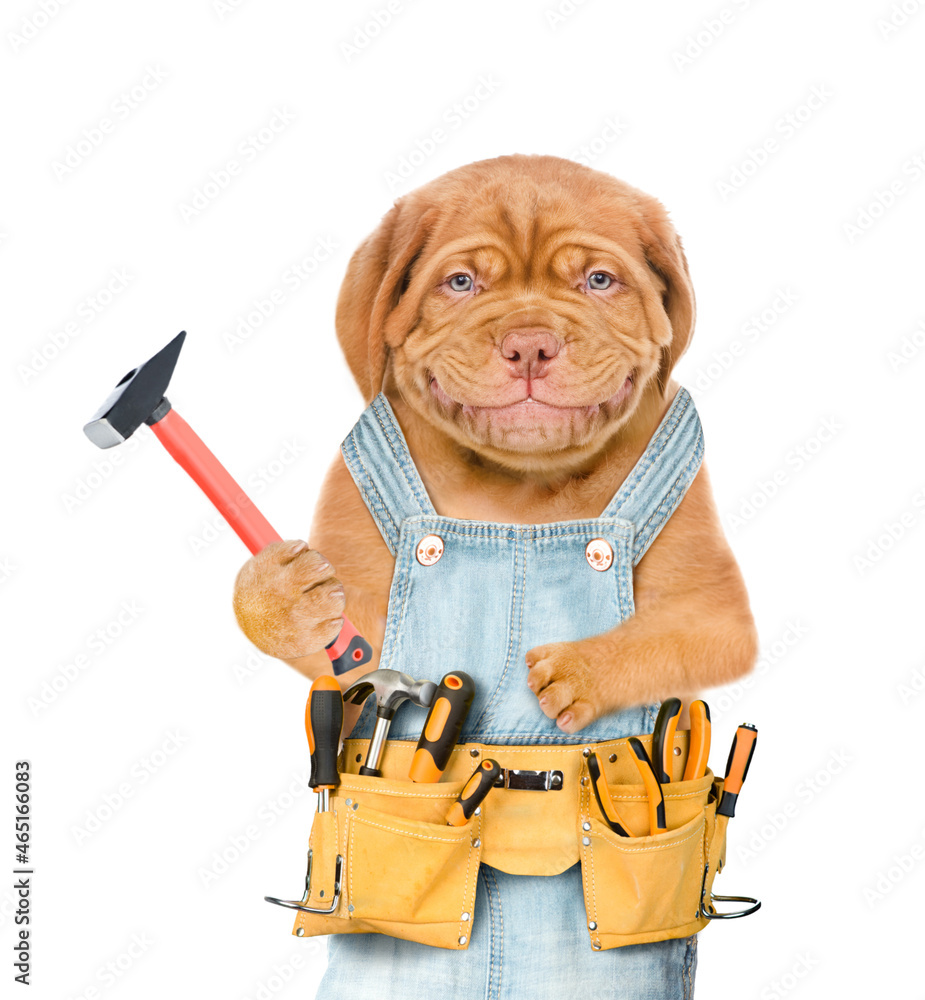 Poster Smiling puppy worker wearing overalls with tool belt holds hammer. Isolated on white background