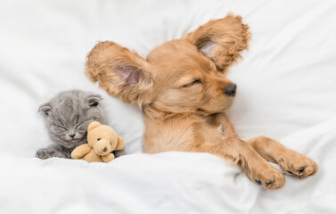 English Cocker spaniel puppy sleeps with tiny gray kitten. Pets sleep together under white warm...