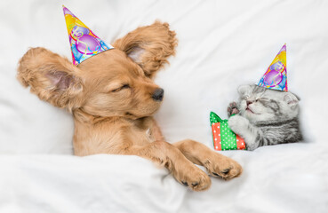 Fototapeta na wymiar Funny English Cocker spaniel puppy and kitten wearing birthday caps sleep together under white warm blanket on a bed at home. Kitten holds gift box. Top down view