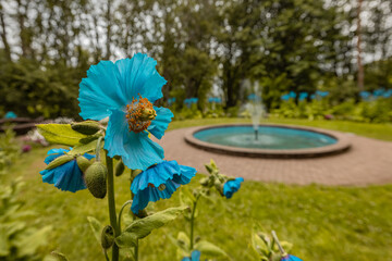 Detail of a blue flower in the botanical garden of Akureyri in Iceland with a water fountain in the...