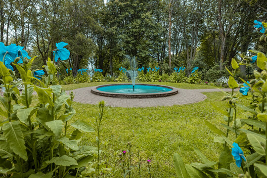 Detail of a round water fountain in the botanical garden of Akureyri in Iceland with a blue flower in the foreground.