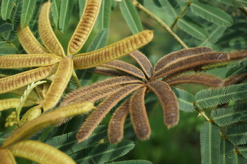 Mimosa pigra with natural background. Mimosa pigra, commonly known as the giant sensitive tree, (pigra = lazy, slow), is a species of the genus Mimosa, in the family Fabaceae.