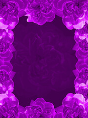 stacked violet rose pattern frame on violet background, banner, template, for text