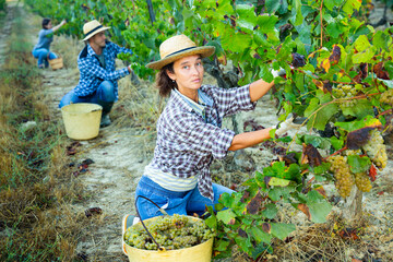Portrait of female farmer picking harvest of green grapes in vineyard outdoor