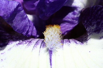 Macro of bearded iris, Violet blotched falls with violet standards with white beard