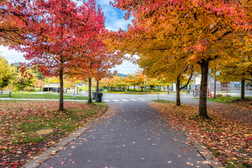 Fototapeta na wymiar Pedestrian and Bike Path in Stanley Park. Colorful Fall Season Trees. Downtown Vancouver, British Columbia, Canada.
