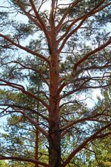 sun rays breaking through the pine branches