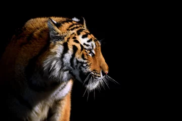 Fototapete Rund Close up face tiger isolated on black background © byrdyak