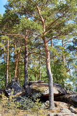 scenic view of pine forest growing on rocks