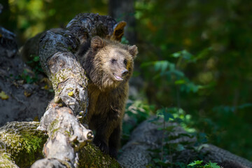 Baby cub wild Brown Bear (Ursus Arctos) in the autumn forest. Animal in natural habitat