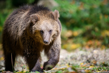 Baby cub wild Brown Bear (Ursus Arctos) in the autumn forest. Animal in natural habitat