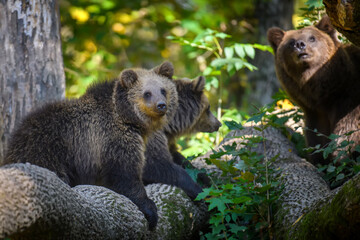 Baby cub wild Brown Bear (Ursus Arctos) in the autumn forest. Animal in natural habitat