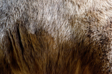 Close real brown bear fur texture