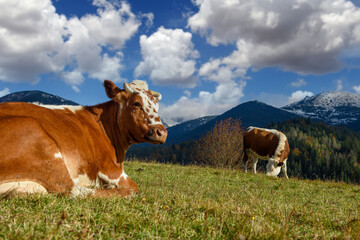 Fototapeta na wymiar Brown cow on pasture in mountains