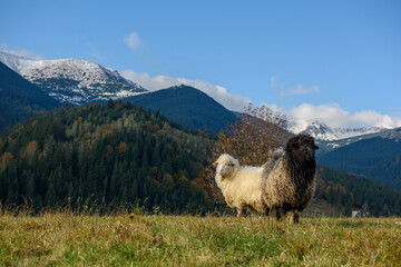 Fototapeta premium Mountain sheep grazing on pasture in autumn