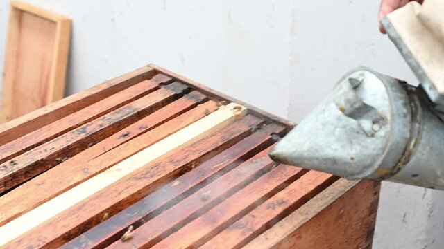 BEEKEEPING - Beekeeper smokes beehives to calm the bees down