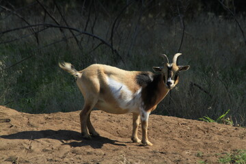 A Goat in a corral on a dirt pile that's west of Hutchinson Kansas USA on a bright day on a farm.