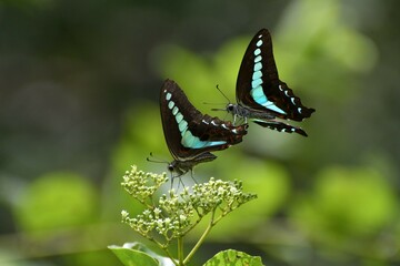 courtship behaviour  of butterflys