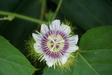 Passiflora foetida (Also called Passiflora foetida, stinking passionflower, wild maracuja, bush...
