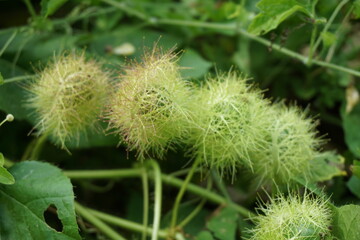 Passiflora foetida (Also called Passiflora foetida, stinking passionflower, wild maracuja, bush passion fruit) with a natural background. It used to treatment for itching and coughs