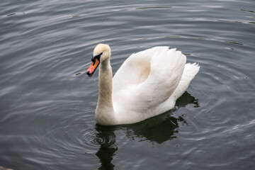 A graceful white swan swimming on a lake with dark water. The white swan is reflected in the water