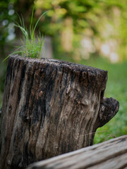 Photos of old log and natural plants.