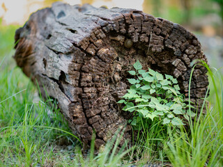 Photos of old log and natural plants.