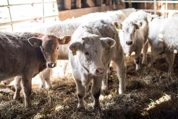 Group of young cow calf Charolais in farm.
