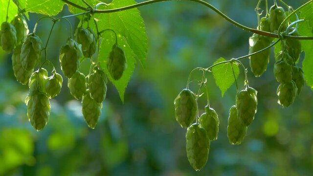 Hop cones ripen in the sun. Hop bush with leaves close-up. Beer production