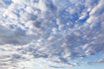 Cirrocumulus clouds with small rounded puffs . Morning cloudscape scenery 
