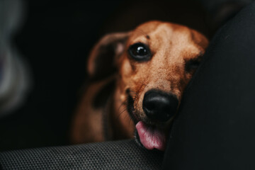 portrait of a dog